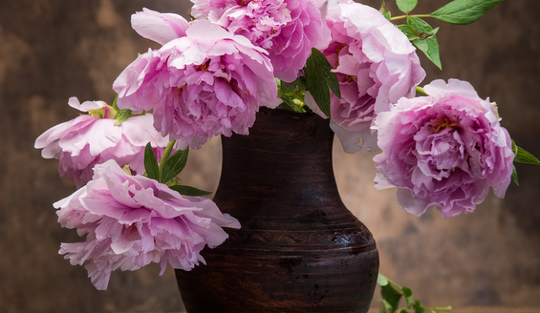 Beautiful bouquet of pink peonies on a wooden background